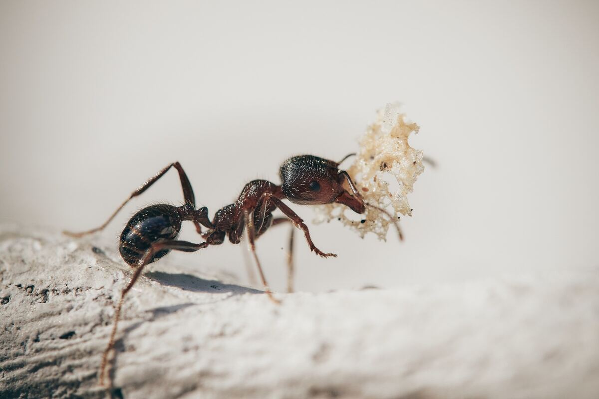 Ants, a common general pest we treat