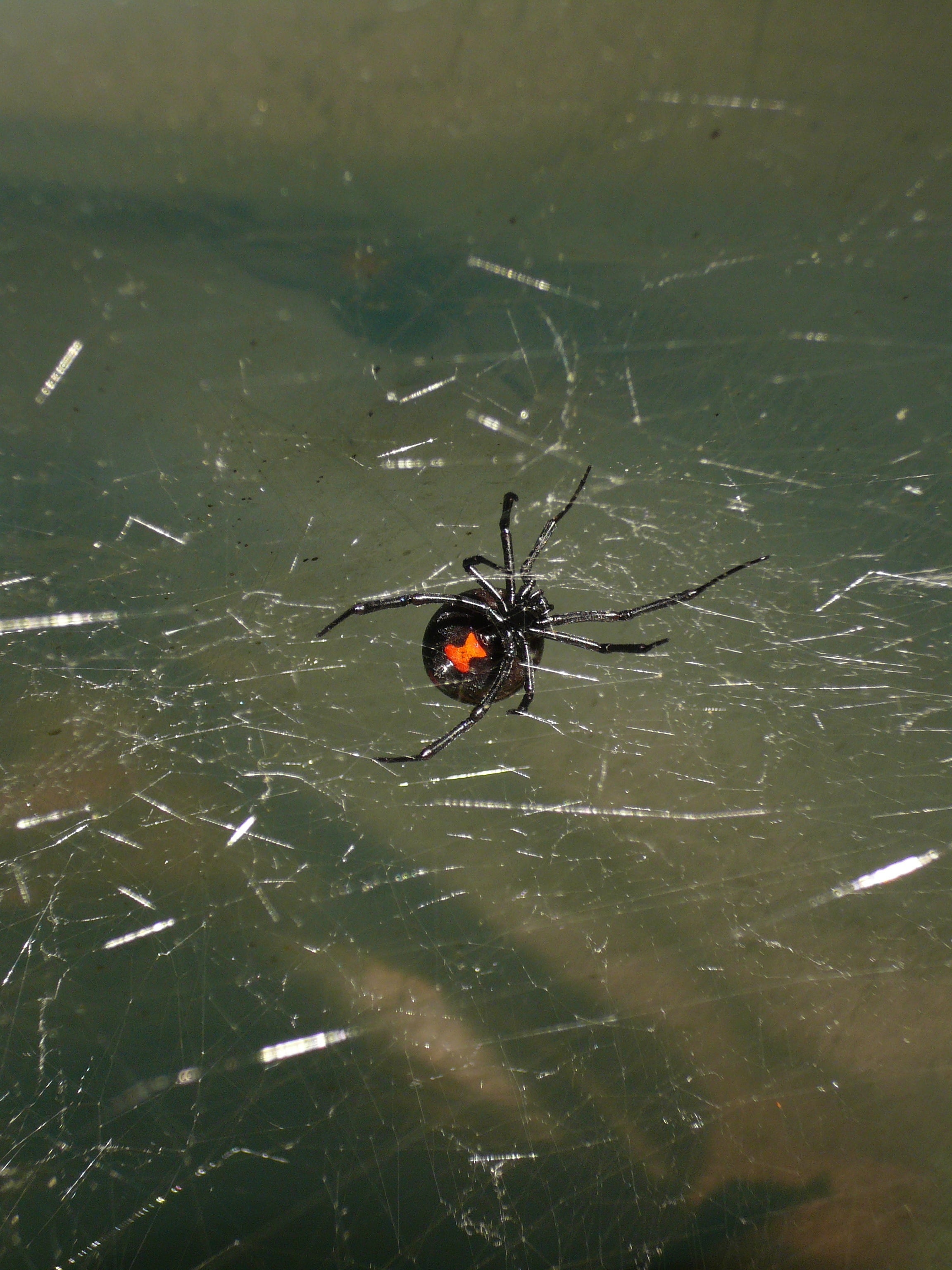 Black widow spider, a common pest we treat