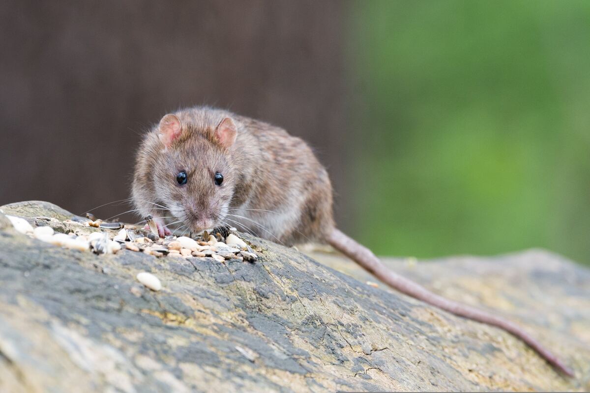 Rodent Control