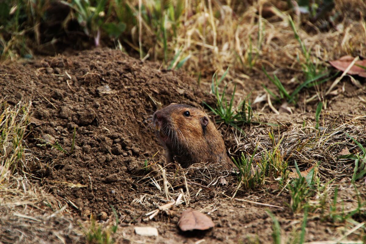 Gopher & Ground Squirrel